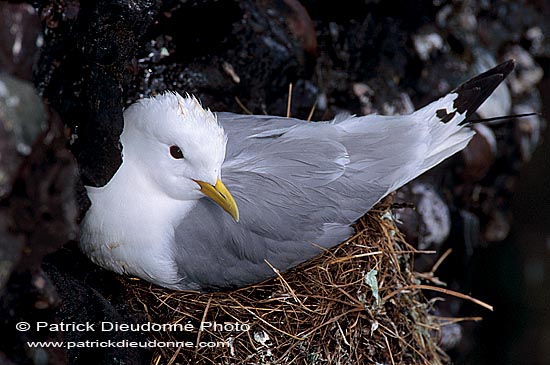 Kittiwake (Black-legged) (Rissa tridactyla) - Mouette tridactyle 11867