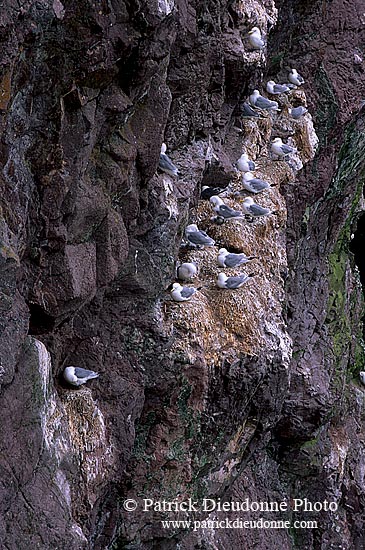 Kittiwake (Black-legged) (Rissa tridactyla) - Mouette tridactyle 11870