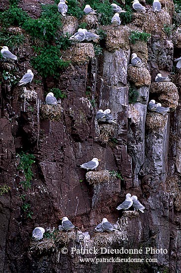 Kittiwake (Black-legged) (Rissa tridactyla) - Mouette tridactyle 11871