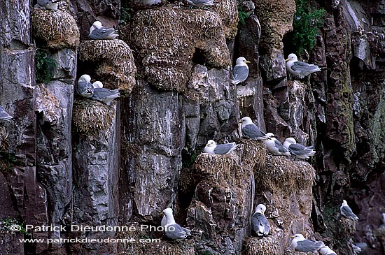 Kittiwake (Black-legged) (Rissa tridactyla) - Mouette tridactyle 11873