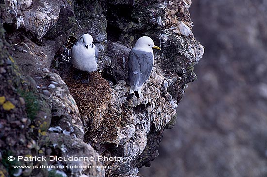 Kittiwake (Black-legged) (Rissa tridactyla) - Mouette tridactyle 11874