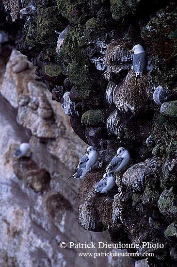 Kittiwake (Black-legged) (Rissa tridactyla) - Mouette tridactyle 11875