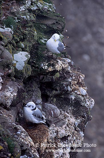 Kittiwake (Black-legged) (Rissa tridactyla) - Mouette tridactyle 11876