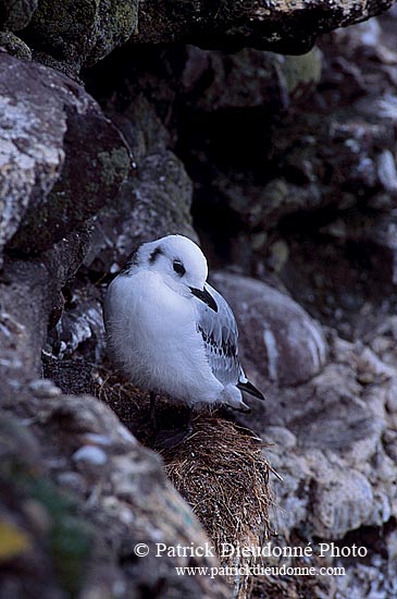 Kittiwake (Black-legged) (Rissa tridactyla) - Mouette tridactyle 11880