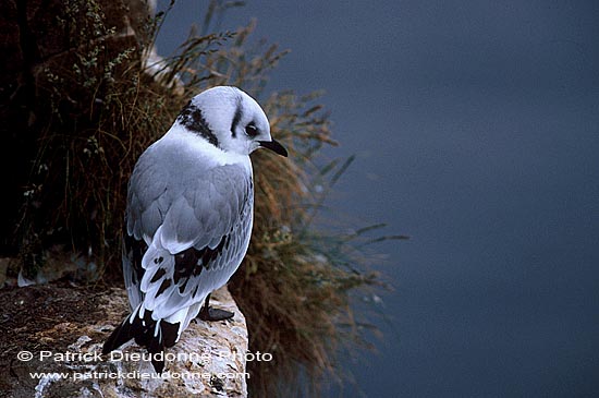 Kittiwake (Black-legged) (Rissa tridactyla) - Mouette tridactyle 11878