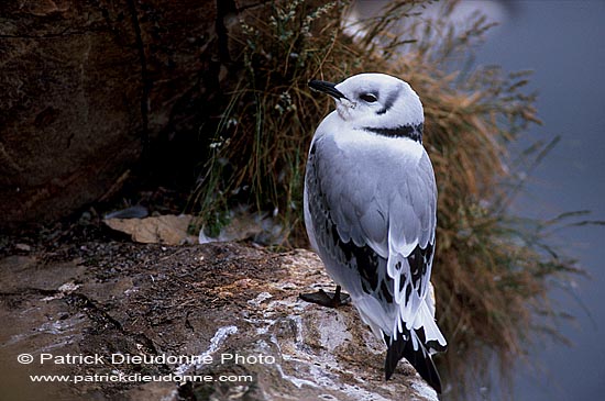 Kittiwake (Black-legged) (Rissa tridactyla) - Mouette tridactyle 11879