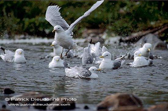 Kittiwake (Black-legged) (Rissa tridactyla) - Mouette tridactyle 11881