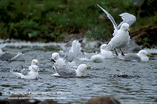Kittiwake (Black-legged) (Rissa tridactyla) - Mouette tridactyle 11882