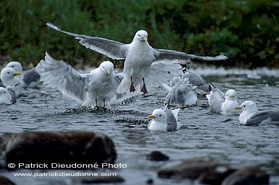 Kittiwake (Black-legged) (Rissa tridactyla) - Mouette tridactyle 11883