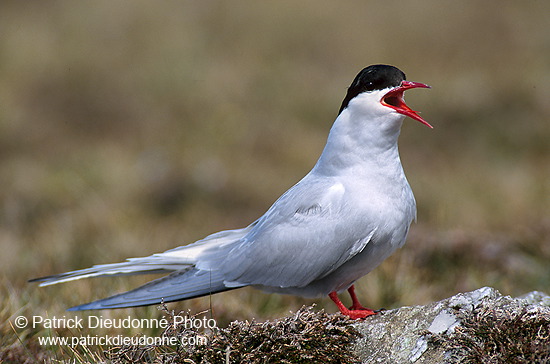 Arctic Tern (Sterna paradisea) - Sterne arctique - 17946