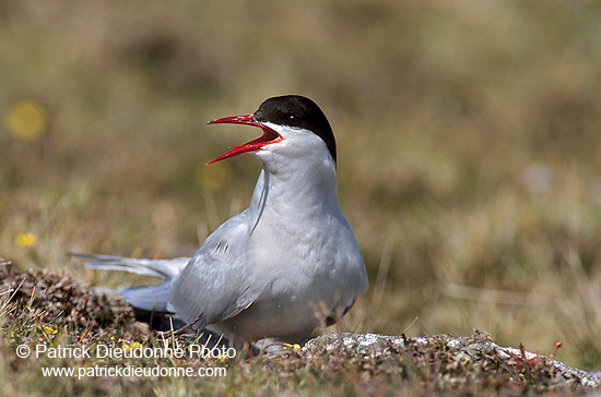 Arctic Tern (Sterna paradisea) - Sterne arctique - 17947