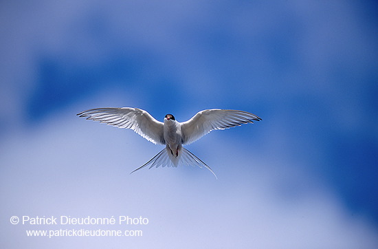 Arctic Tern (Sterna paradisea) - Sterne arctique - 17953