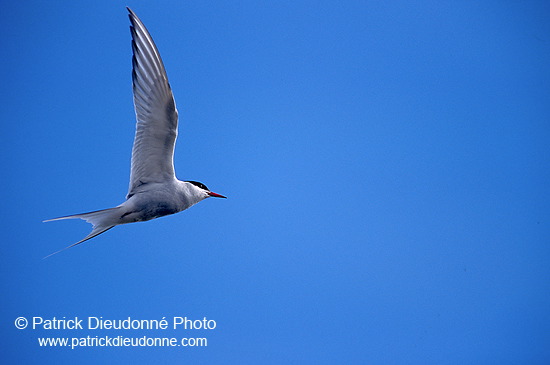 Arctic Tern (Sterna paradisea) - Sterne arctique - 17954