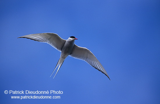 Arctic Tern (Sterna paradisea) - Sterne arctique - 17955