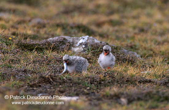 Arctic Tern (Sterna paradisea) - Sterne arctique - 17957