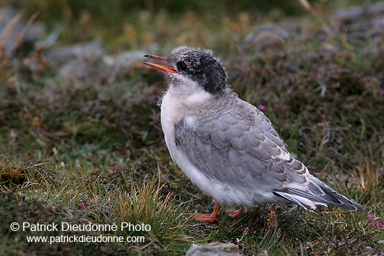 Arctic Tern (Sterna paradisea) - Sterne arctique - 17960