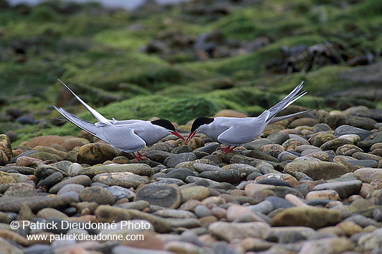 Arctic Tern (Sterna paradisea) - Sterne arctique - 17962