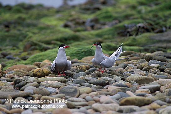 Arctic Tern (Sterna paradisea) - Sterne arctique - 17963