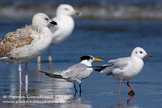 Lesser Crested Tern (Sterna bengalensis) - Sterne voyageuse 10834