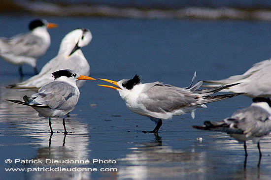 Lesser Crested Tern (Sterna bengalensis) - Sterne voyageuse 10835