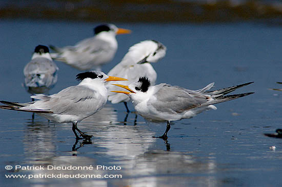 Lesser Crested Tern (Sterna bengalensis) - Sterne voyageuse 10836