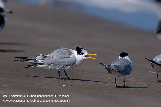 Lesser Crested Tern (Sterna bengalensis) - Sterne voyageuse 10837