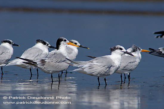 Lesser Crested Tern (Sterna bengalensis) - Sterne voyageuse 10838