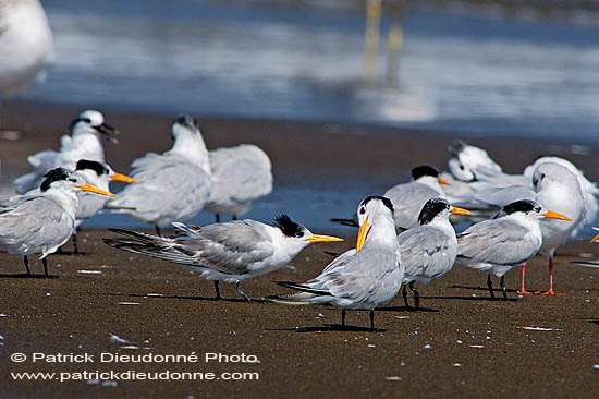 Lesser Crested Tern (Sterna bengalensis) - Sterne voyageuse 10839