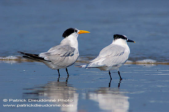 Lesser Crested Tern (Sterna bengalensis) - Sterne voyageuse 10840