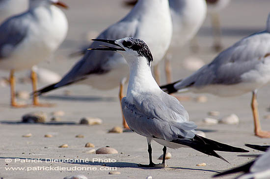 Sandwich Tern (Sterna sandvicensis) - Sterne caugek  10842