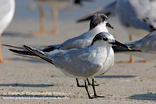 Sandwich Tern (Sterna sandvicensis) - Sterne caugek  10844