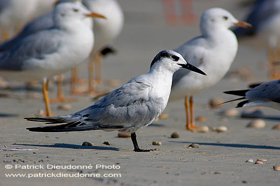 Sandwich Tern (Sterna sandvicensis) - Sterne caugek  10845