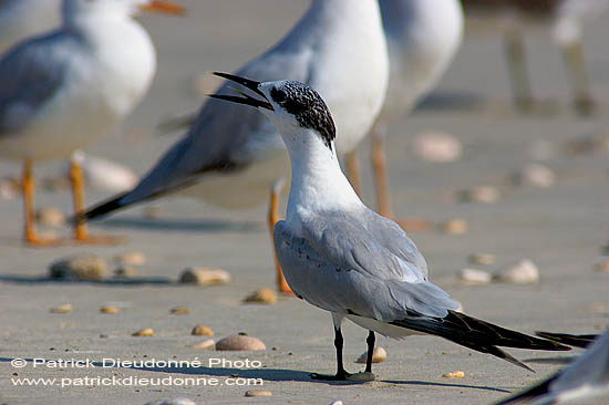 Sandwich Tern (Sterna sandvicensis) - Sterne caugek  10848