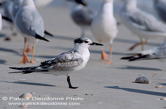 Sandwich Tern (Sterna sandvicensis) - Sterne caugek  11158