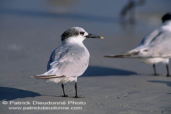 Sandwich Tern (Sterna sandvicensis) - Sterne caugek  11159