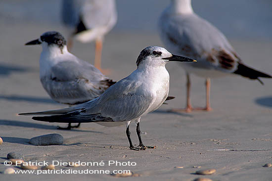 Sandwich Tern (Sterna sandvicensis) - Sterne caugek  11160