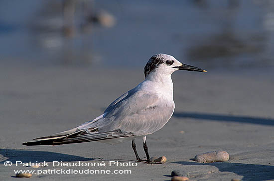 Sandwich Tern (Sterna sandvicensis) - Sterne caugek  11161