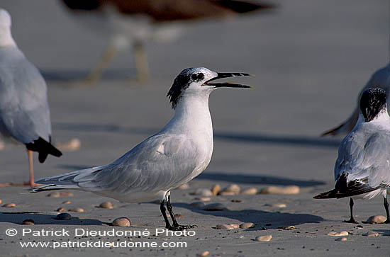 Sandwich Tern (Sterna sandvicensis) - Sterne caugek  11162