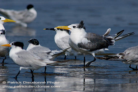 Swift Tern (Sterna bergii) - Sterne huppée 10847