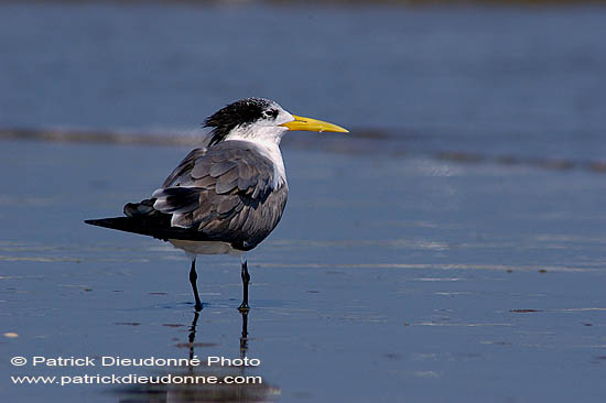 Swift Tern (Sterna bergii) - Sterne huppée 10848