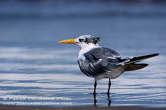 Swift Tern (Sterna bergii) - Sterne huppée 10849