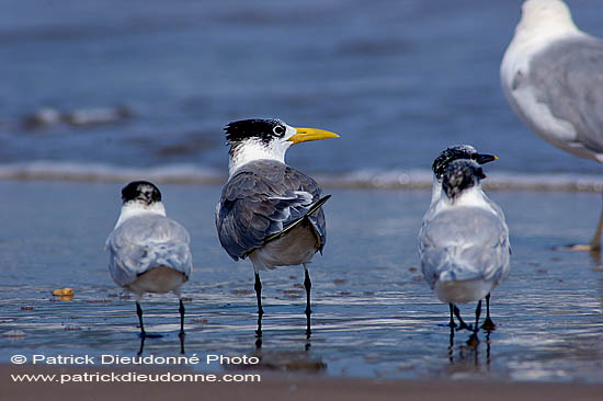 Swift Tern (Sterna bergii) - Sterne huppée 10850