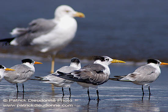 Swift Tern (Sterna bergii) - Sterne huppée 10851