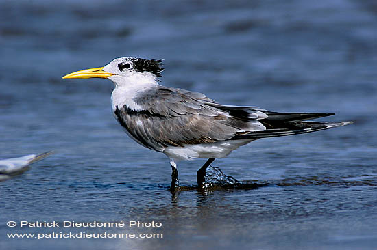 Swift Tern (Sterna bergii) - Sterne huppée 10853