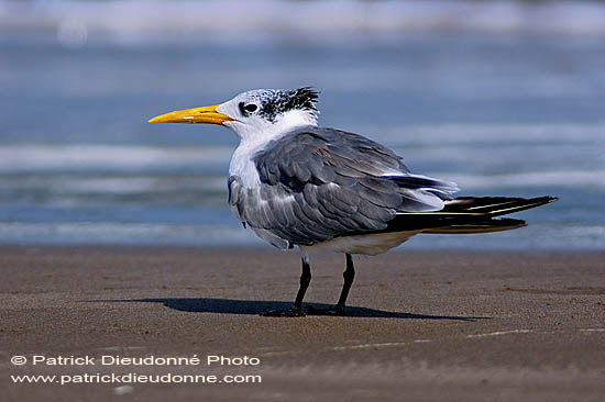 Swift Tern (Sterna bergii) - Sterne huppée 10854