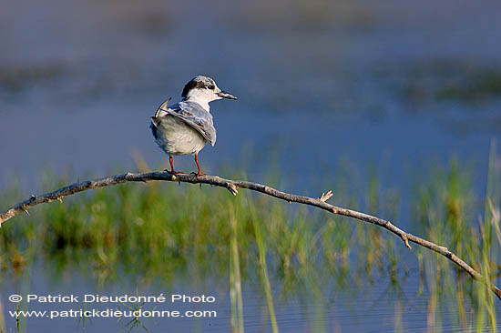 Whiskered Tern (Chlidonias hybridus) - Guifette moustac 10855