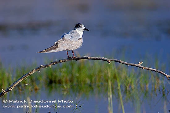 Whiskered Tern (Chlidonias hybridus) - Guifette moustac 10856