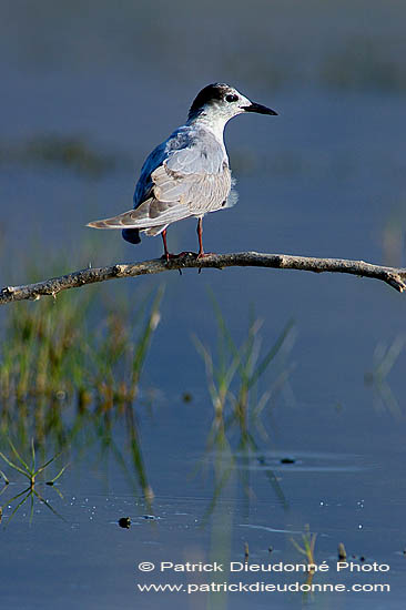 Whiskered Tern (Chlidonias hybridus) - Guifette moustac 10858