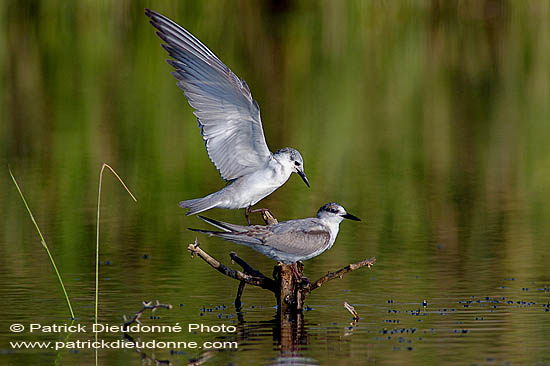 Whiskered Tern (Chlidonias hybridus) - Guifette moustac 10859