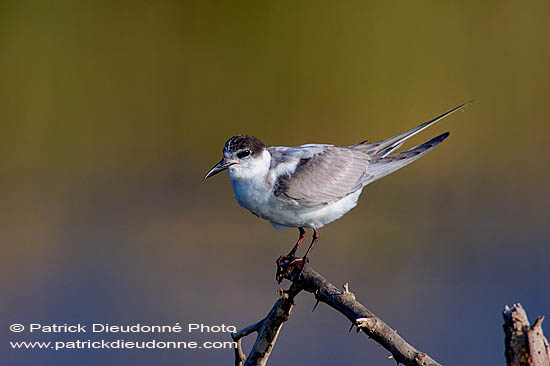 Whiskered Tern (Chlidonias hybridus) - Guifette moustac 10860